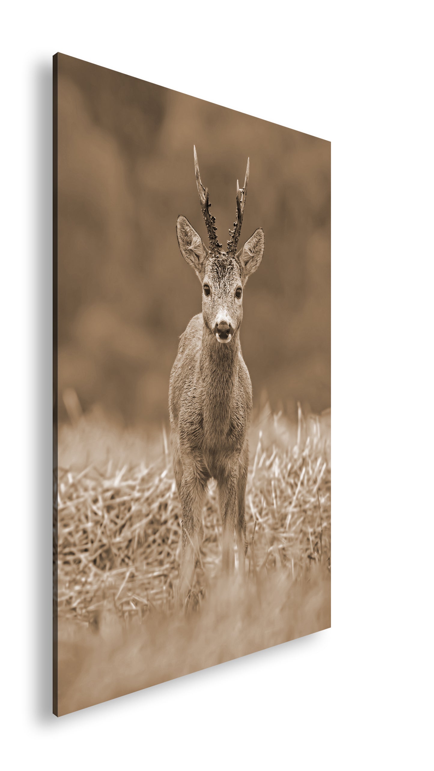 Hauptbild Sepia Standart