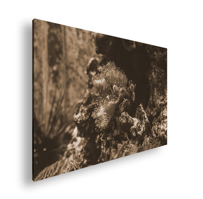 Hauptbild Sepia Standart