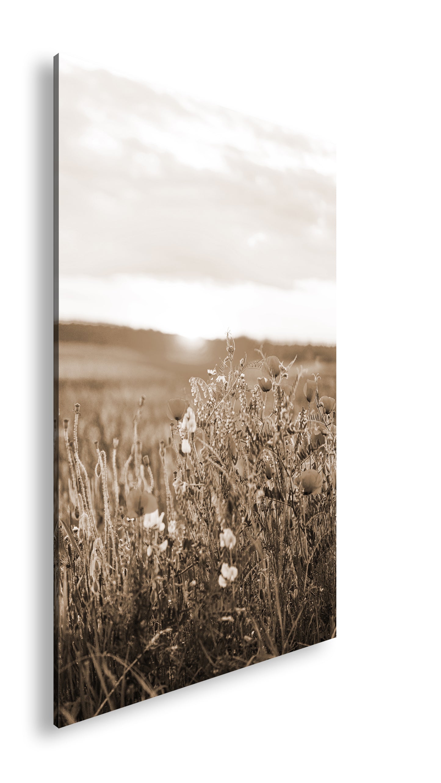 Hauptbild Sepia Standart