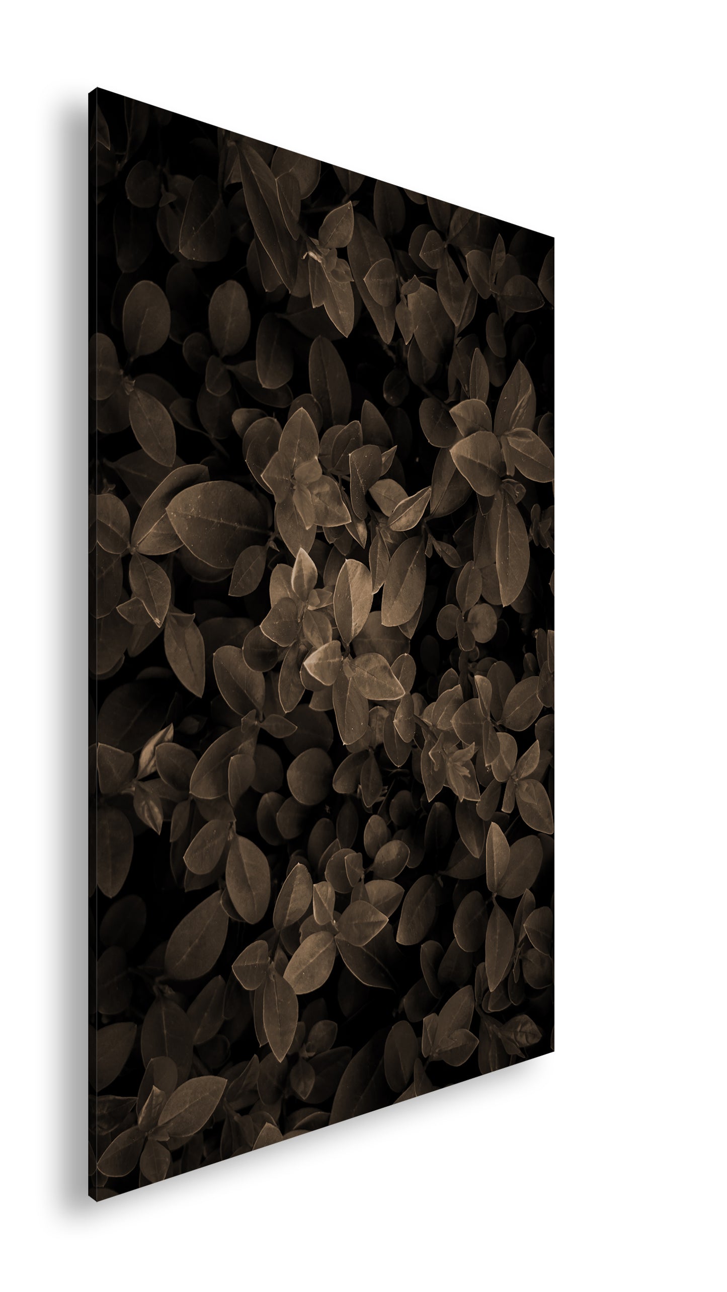 Hauptbild Sepia Standart