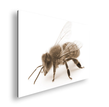 Hauptbild Sepia Standart