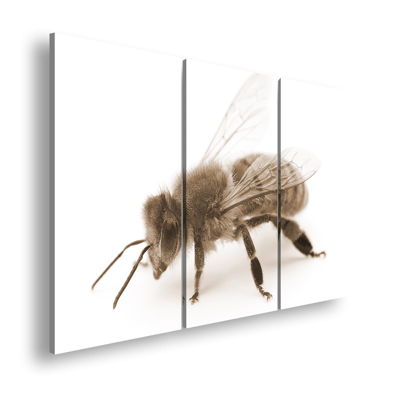 Hauptbild Sepia 3 Teilig