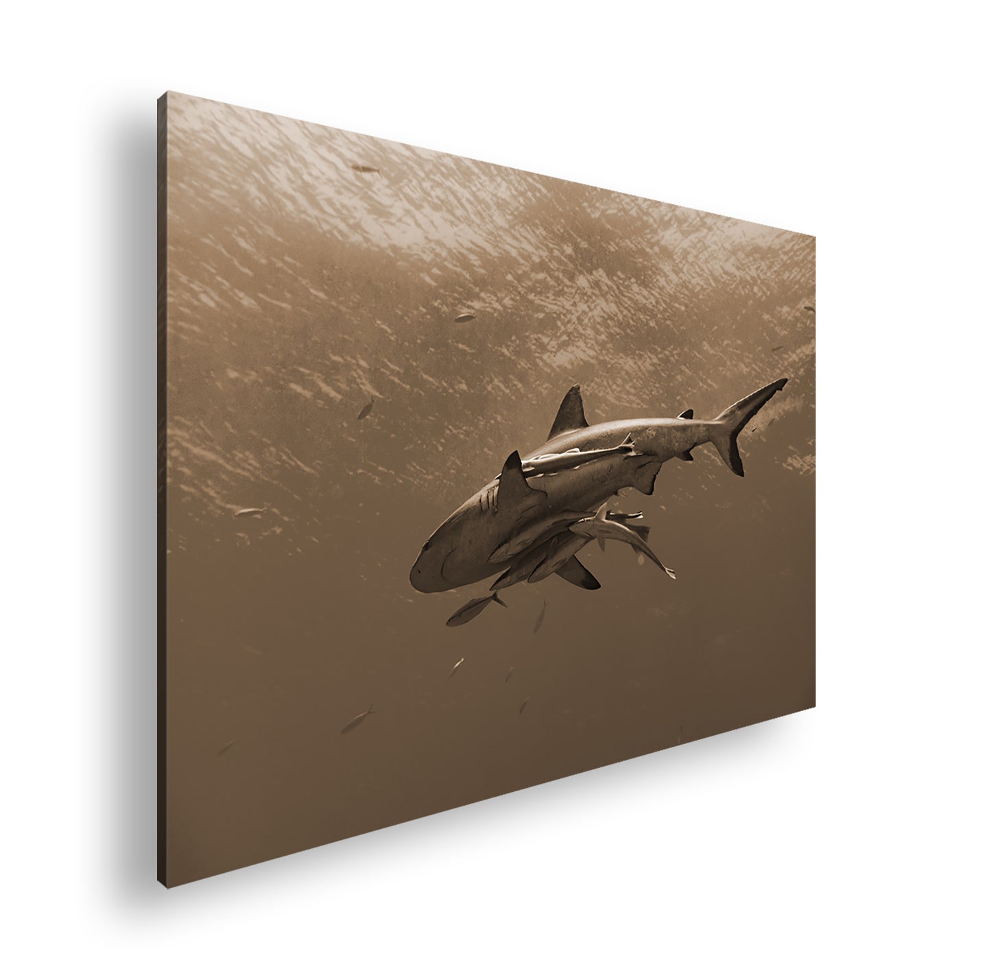 Hauptbild Sepia Standart