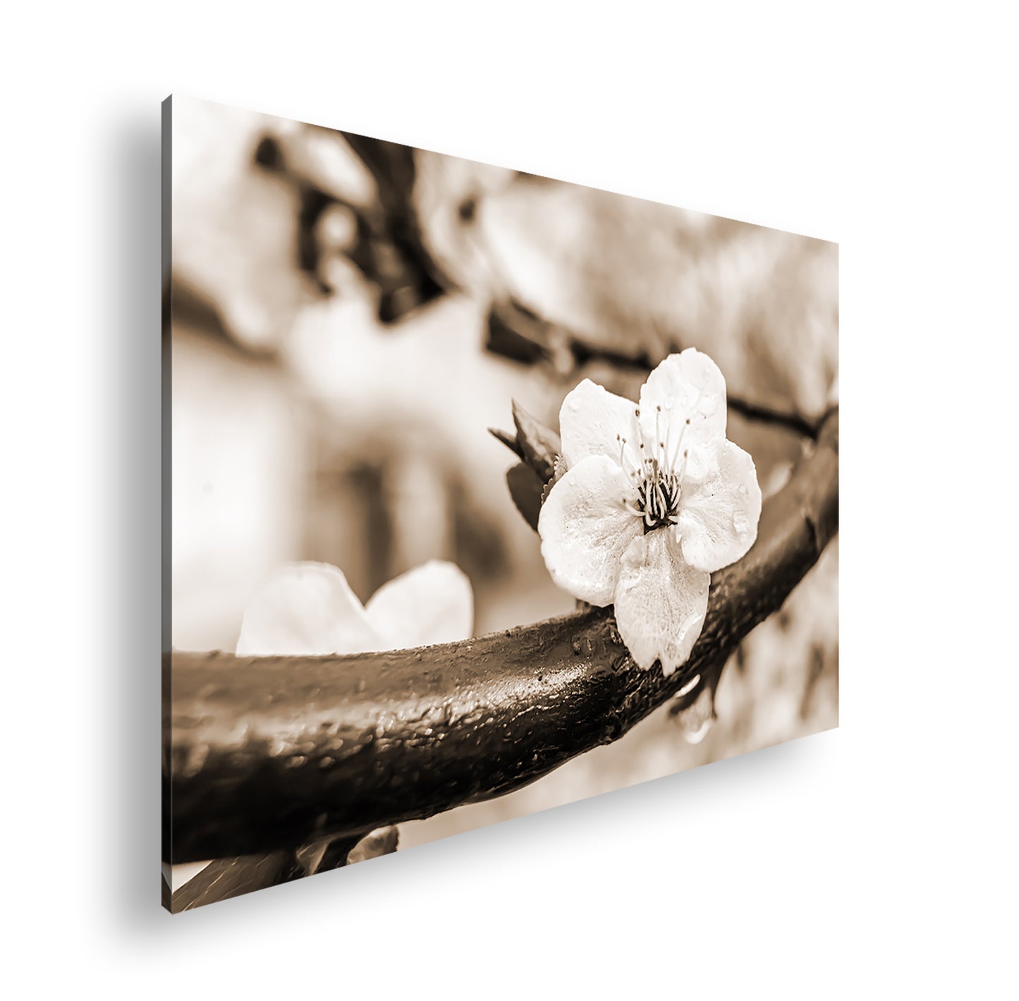 Hauptbild Sepia Standart