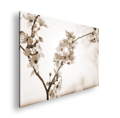 Hauptbild Sepia Standart