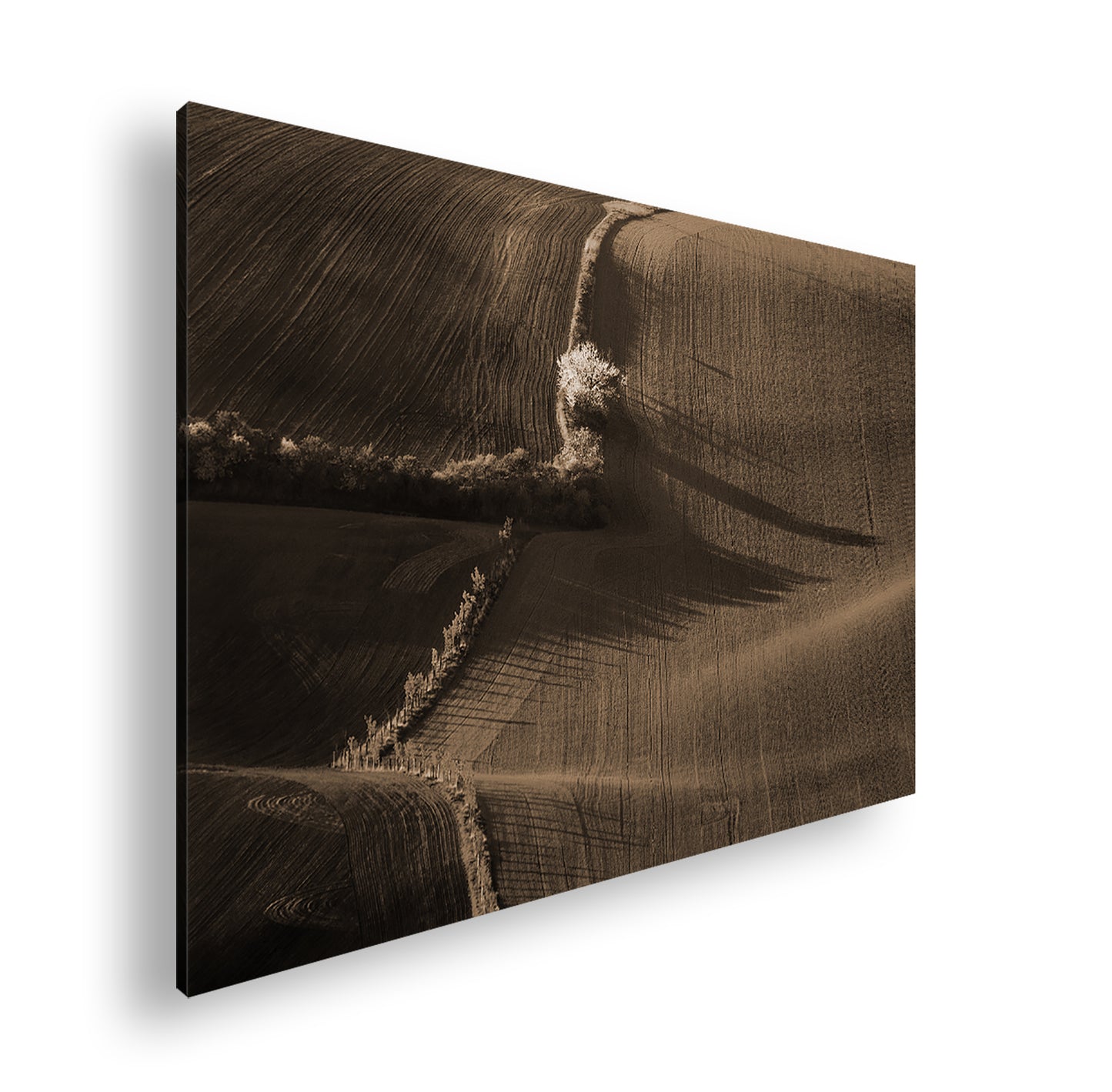 Hauptbild Sepia Standart