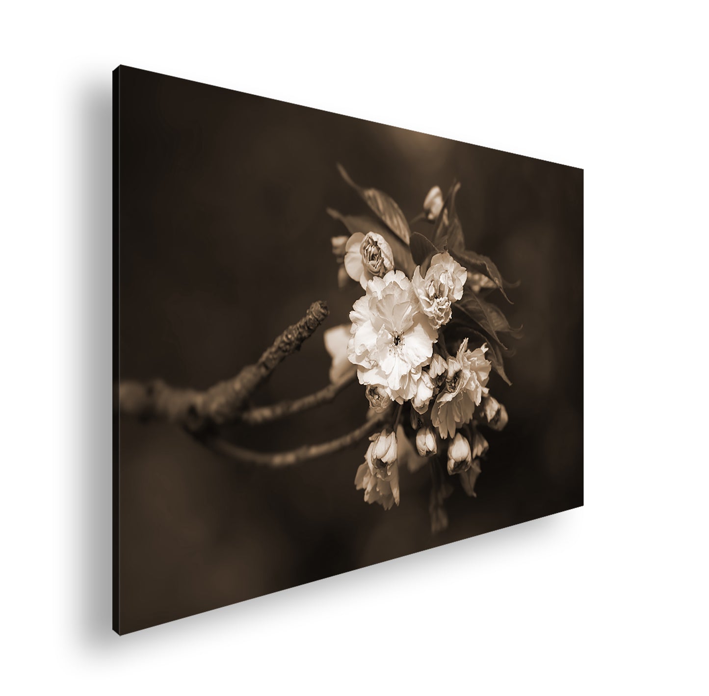 Hauptbild Sepia Standart