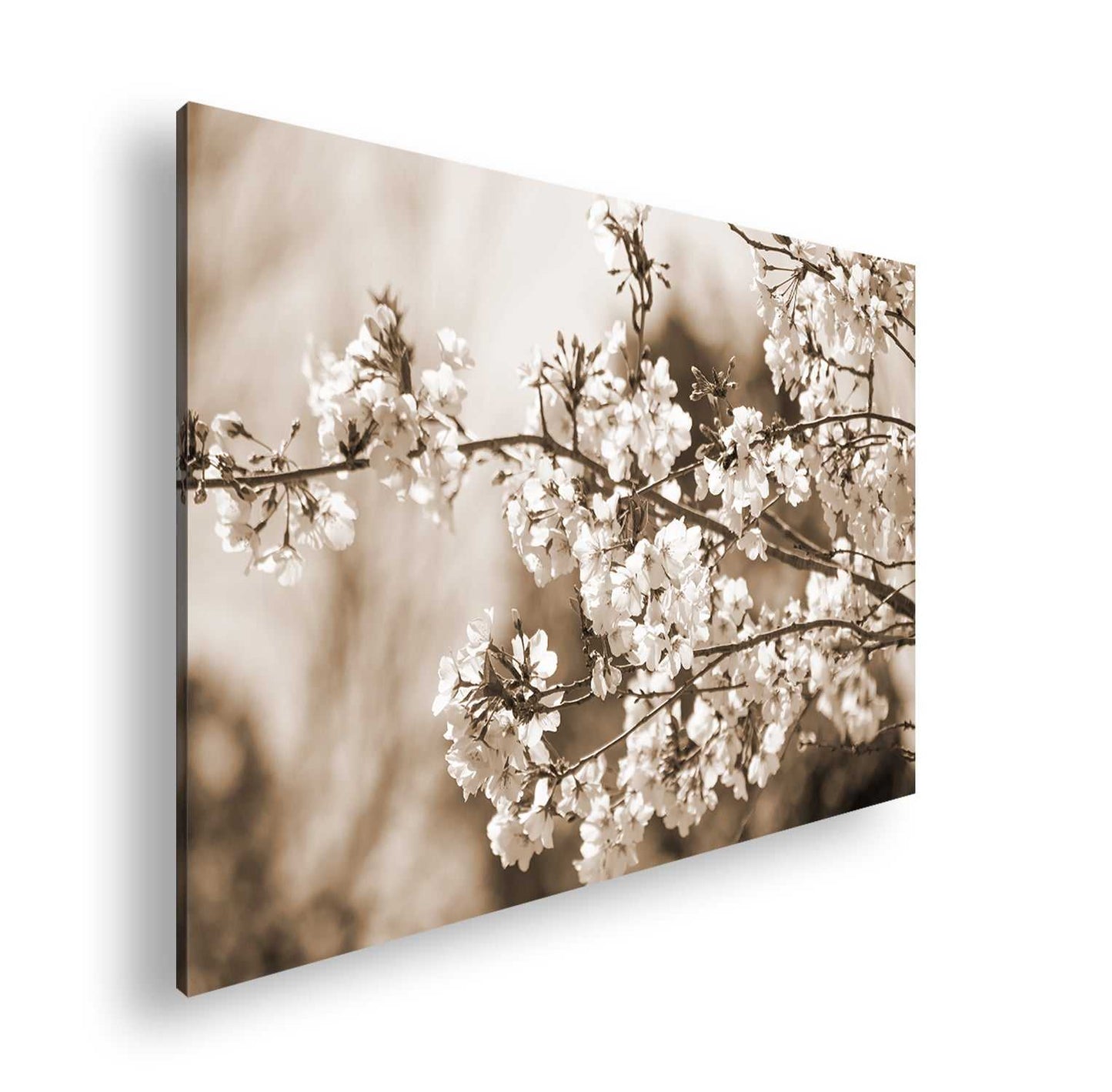 Hauptbild Sepia Standart