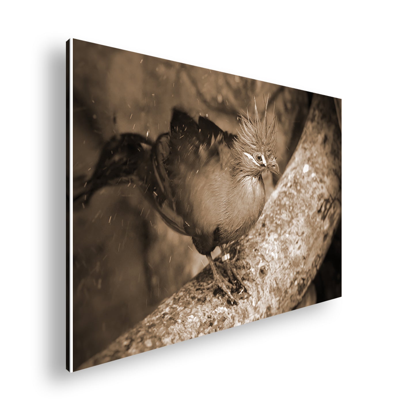 Hauptbild Sepia Standart