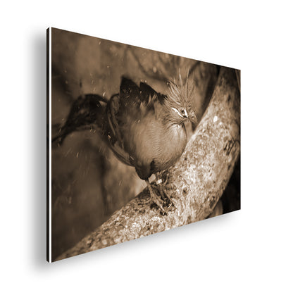 Hauptbild Sepia Standart