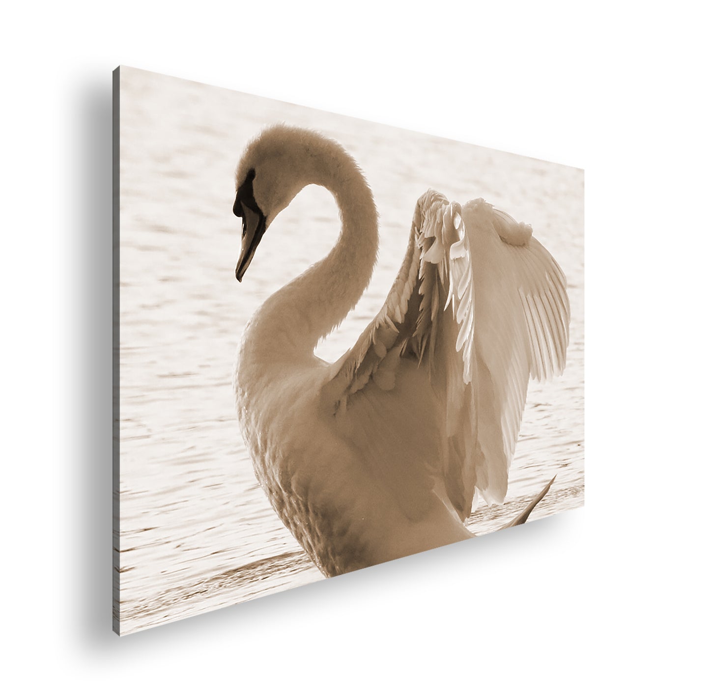 Hauptbild Sepia Standart