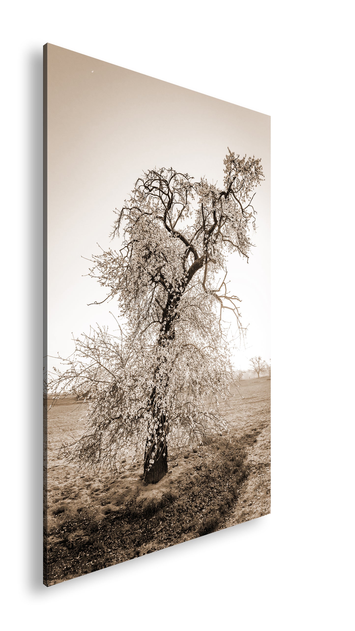 Hauptbild Sepia Standart