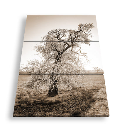 Hauptbild Sepia 3 Teilig