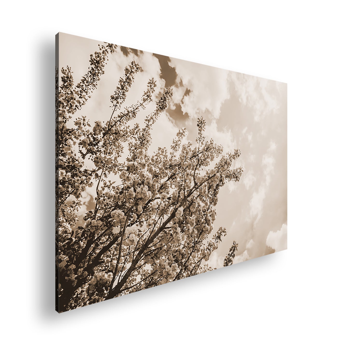 Hauptbild Sepia Standart