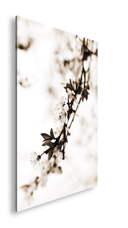 Hauptbild Sepia Standart