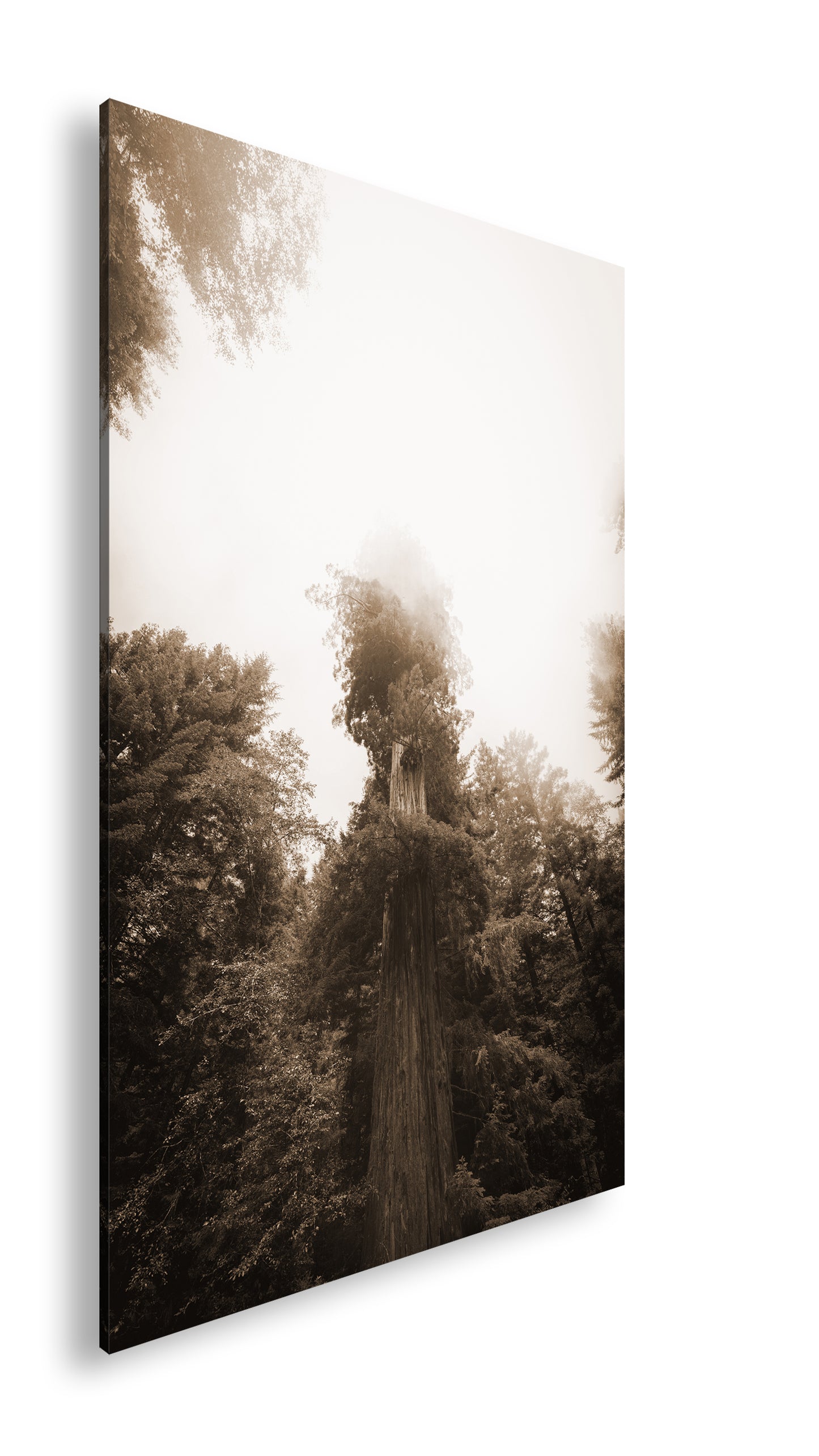 Hauptbild Sepia Standart