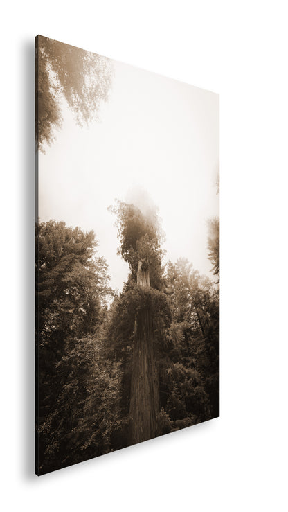 Hauptbild Sepia Standart