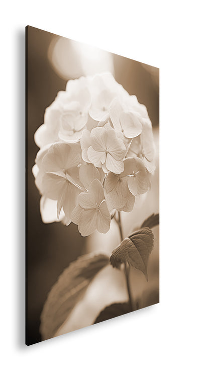 Hauptbild Sepia Standart