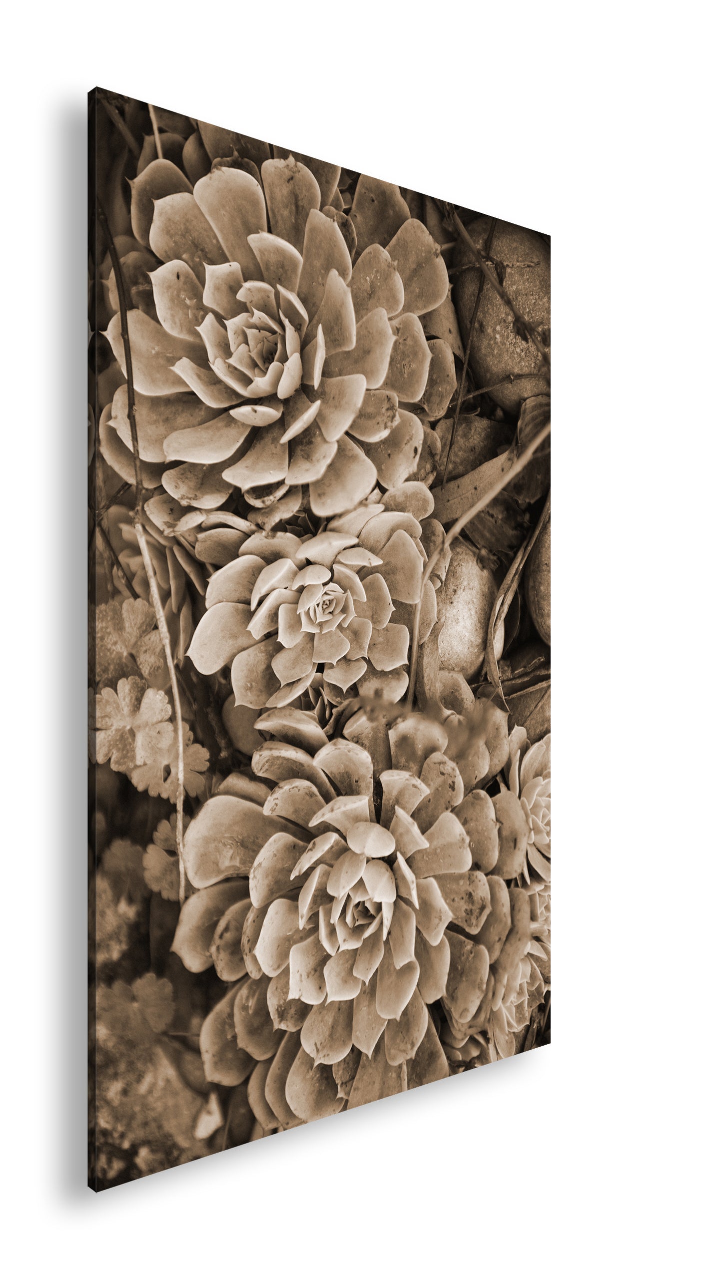 Hauptbild Sepia Standart