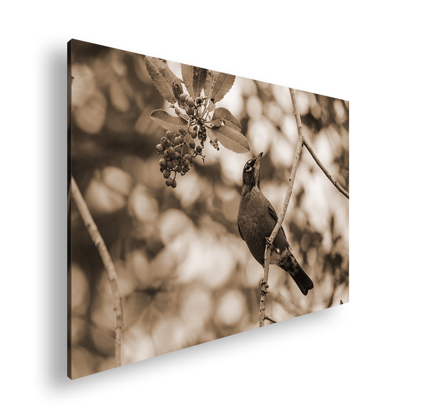 Hauptbild Sepia Standart