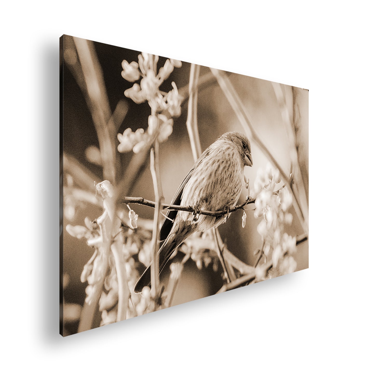 Hauptbild Sepia Standart