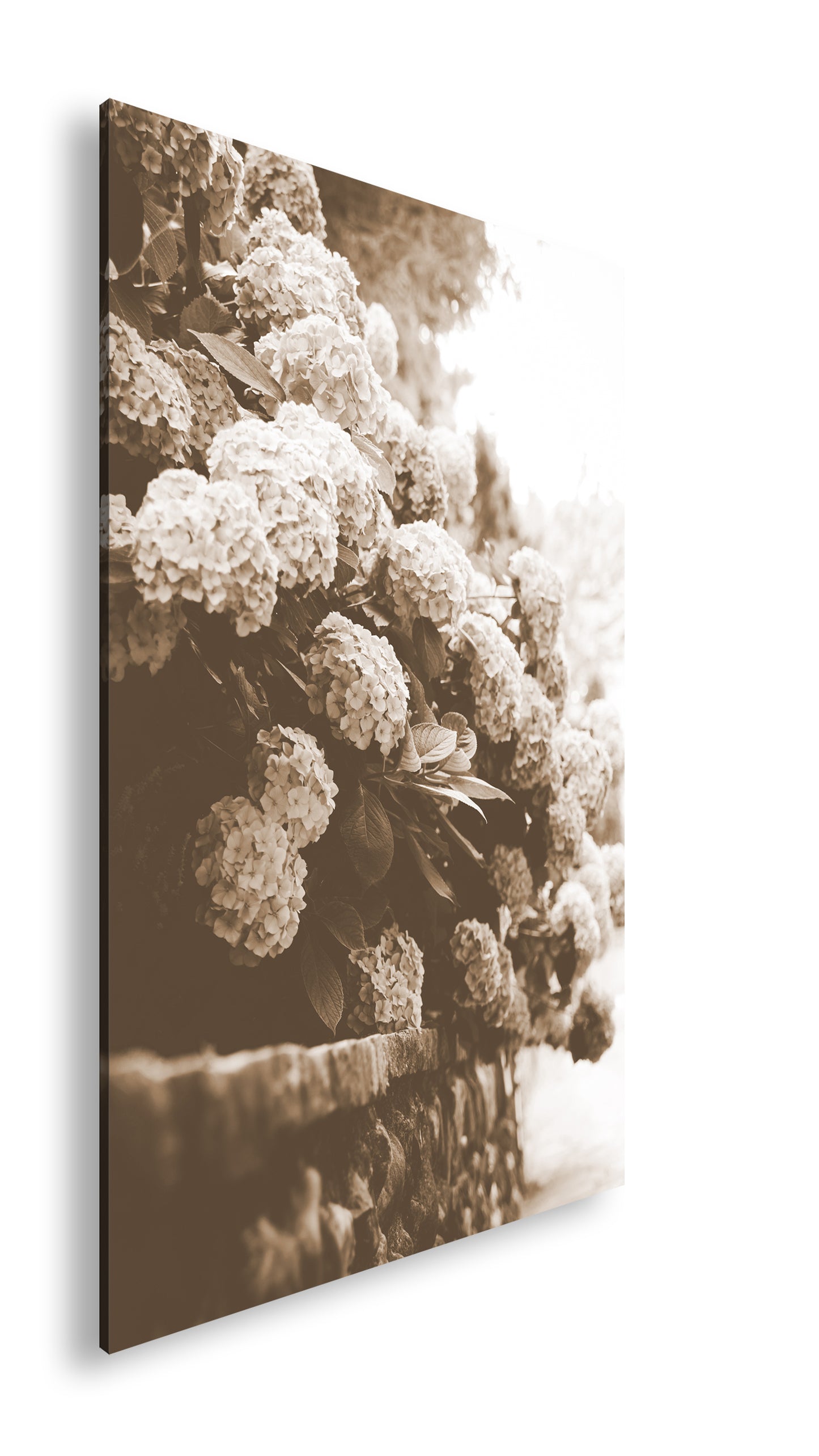 Hauptbild Sepia Standart