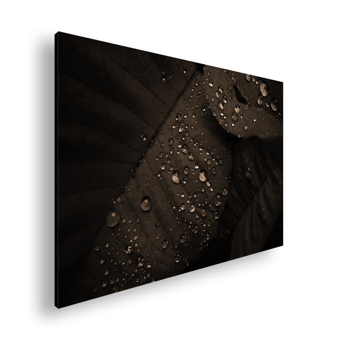 Hauptbild Sepia Standart