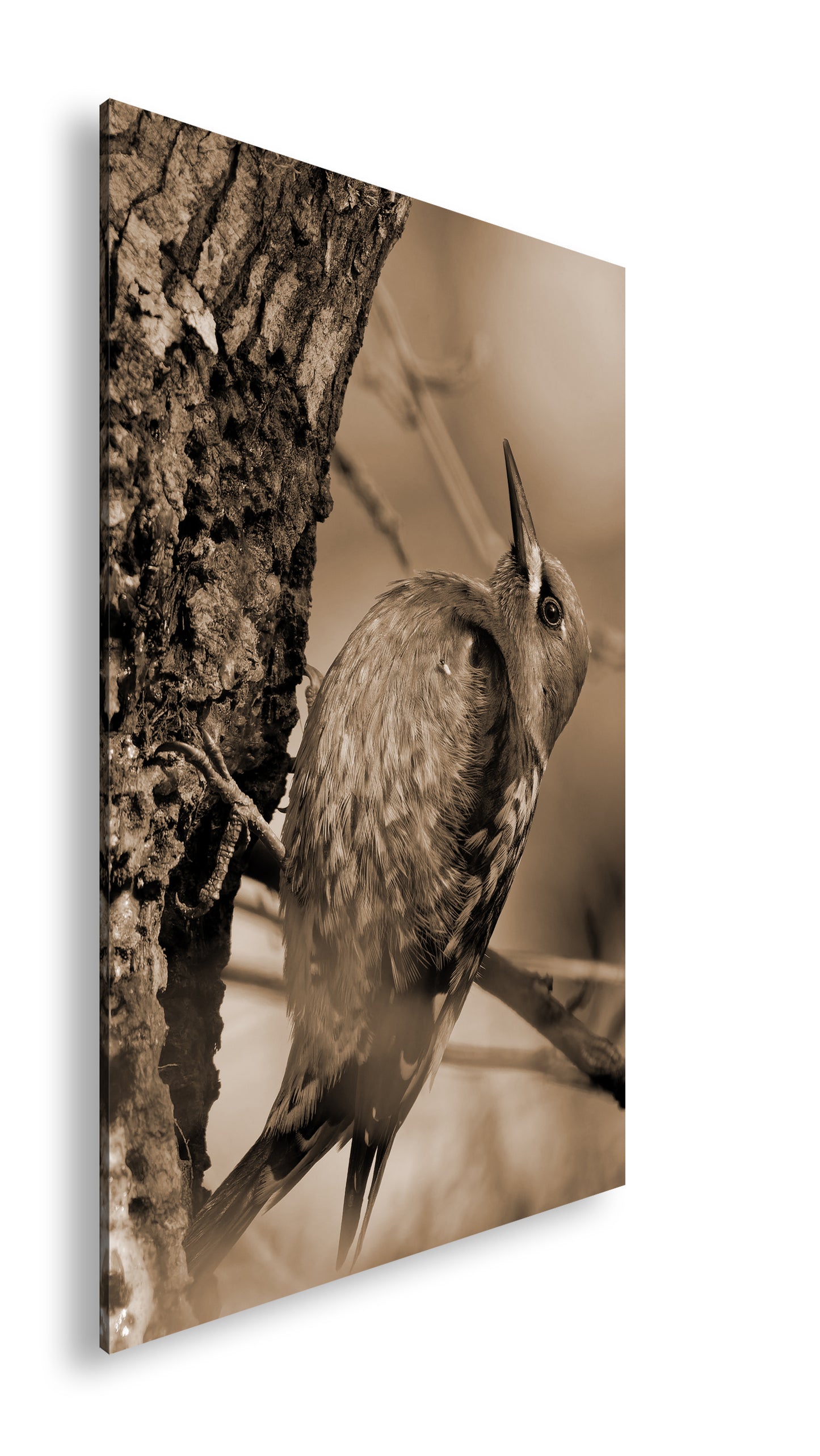 Hauptbild Sepia Standart