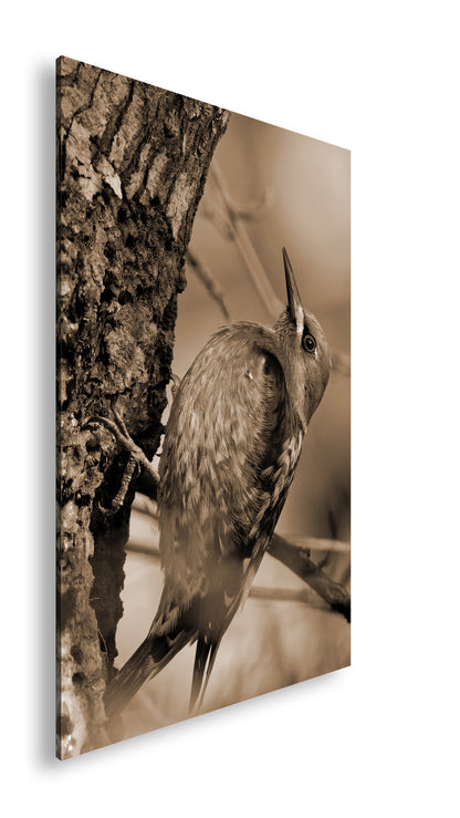 Hauptbild Sepia Standart