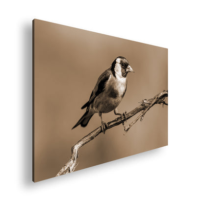 Hauptbild Sepia Standart