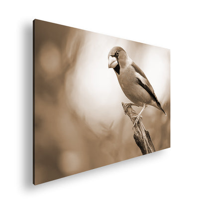 Hauptbild Sepia Standart