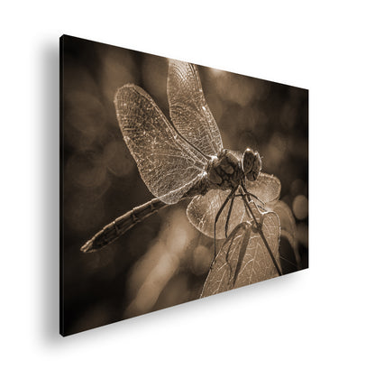 Hauptbild Sepia Standart