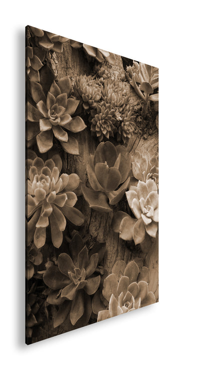 Hauptbild Sepia Standart