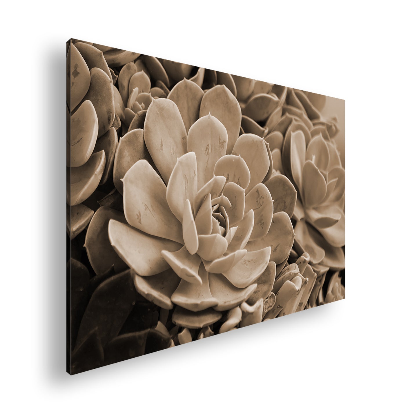 Hauptbild Sepia Standart