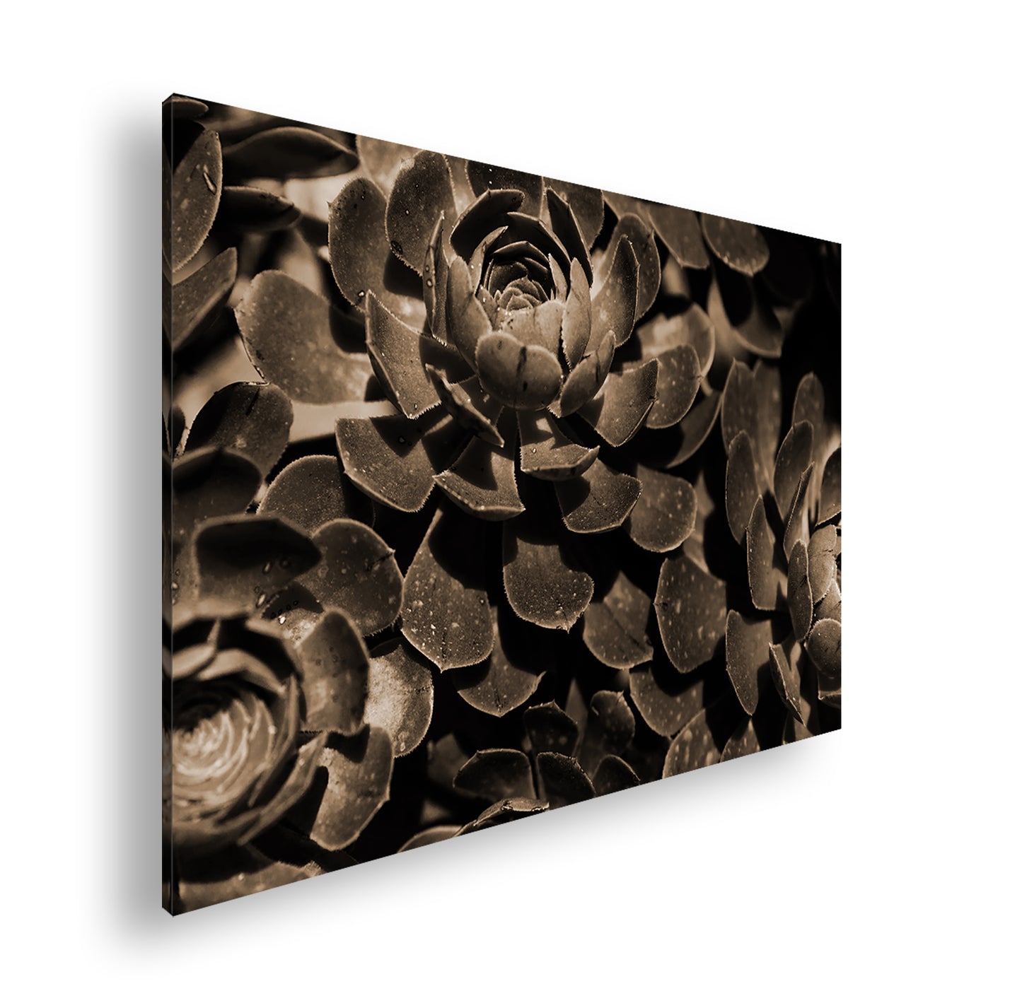 Hauptbild Sepia Standart