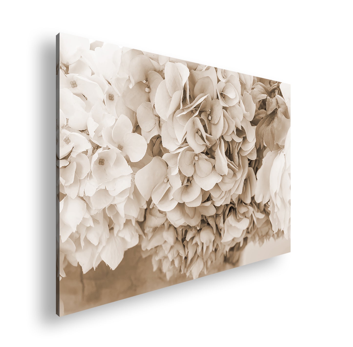 Hauptbild Sepia Standart
