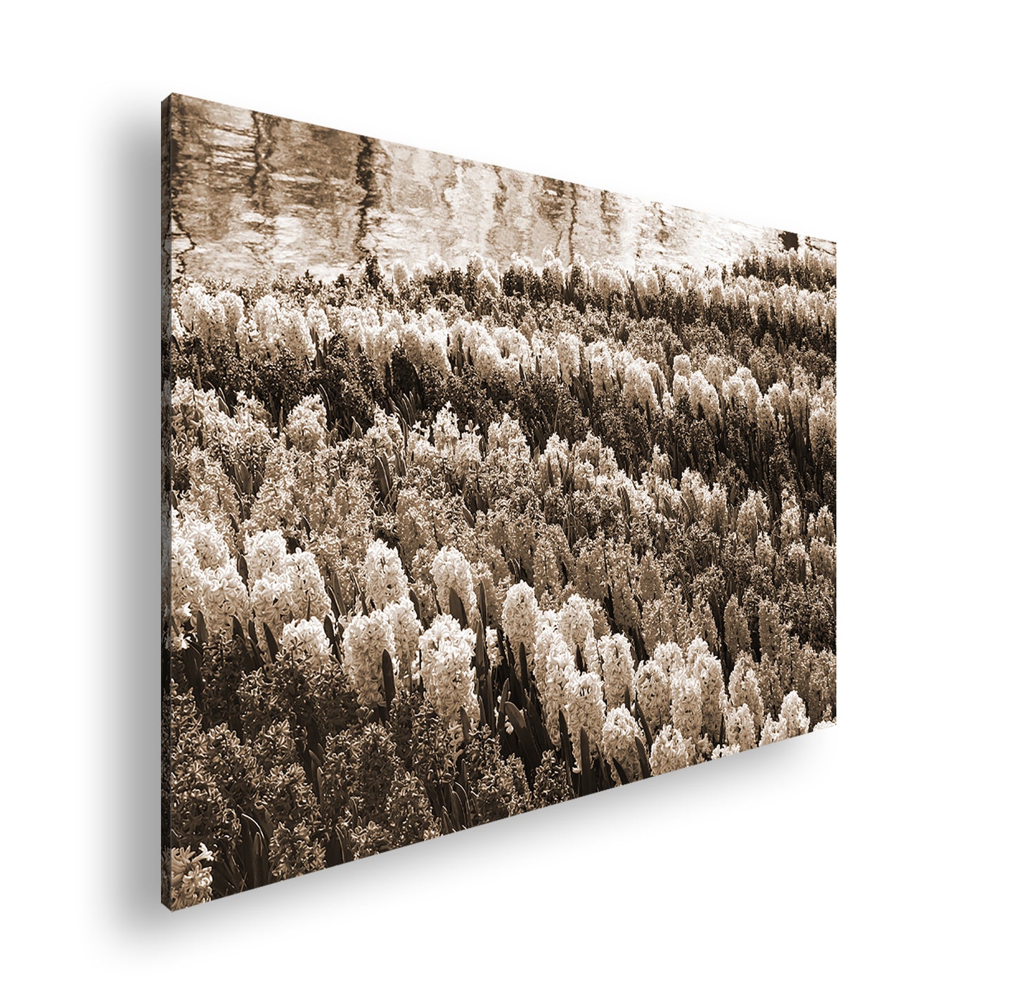 Hauptbild Sepia Standart