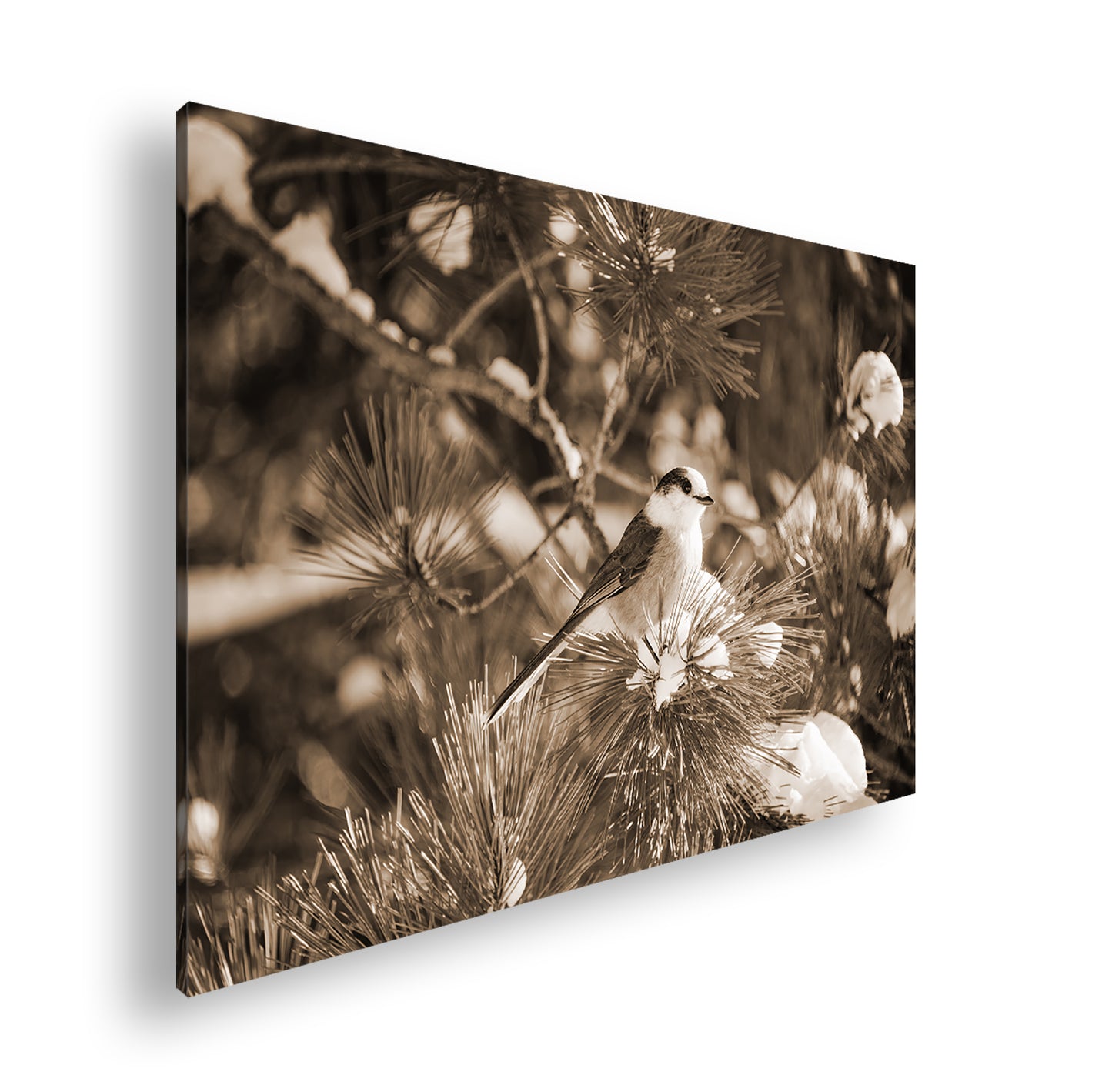 Hauptbild Sepia Standart