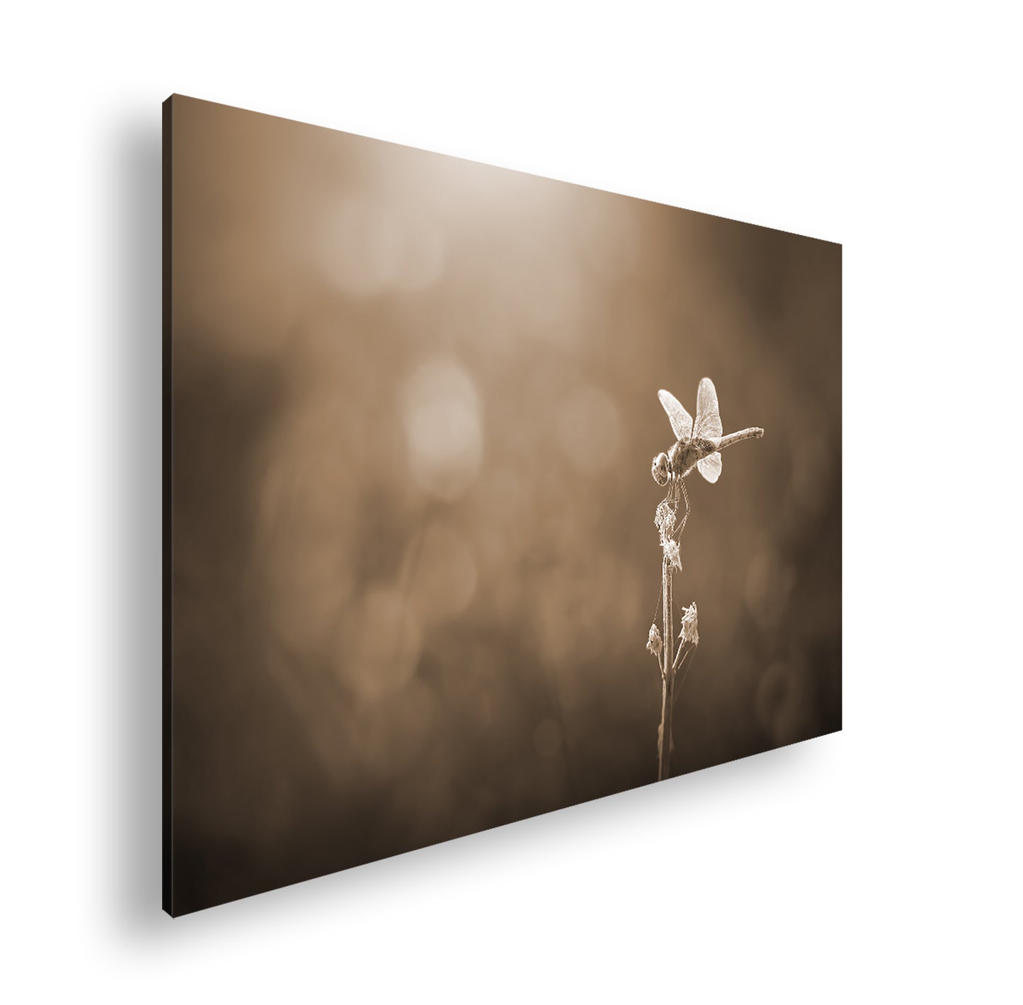 Hauptbild Sepia Standart