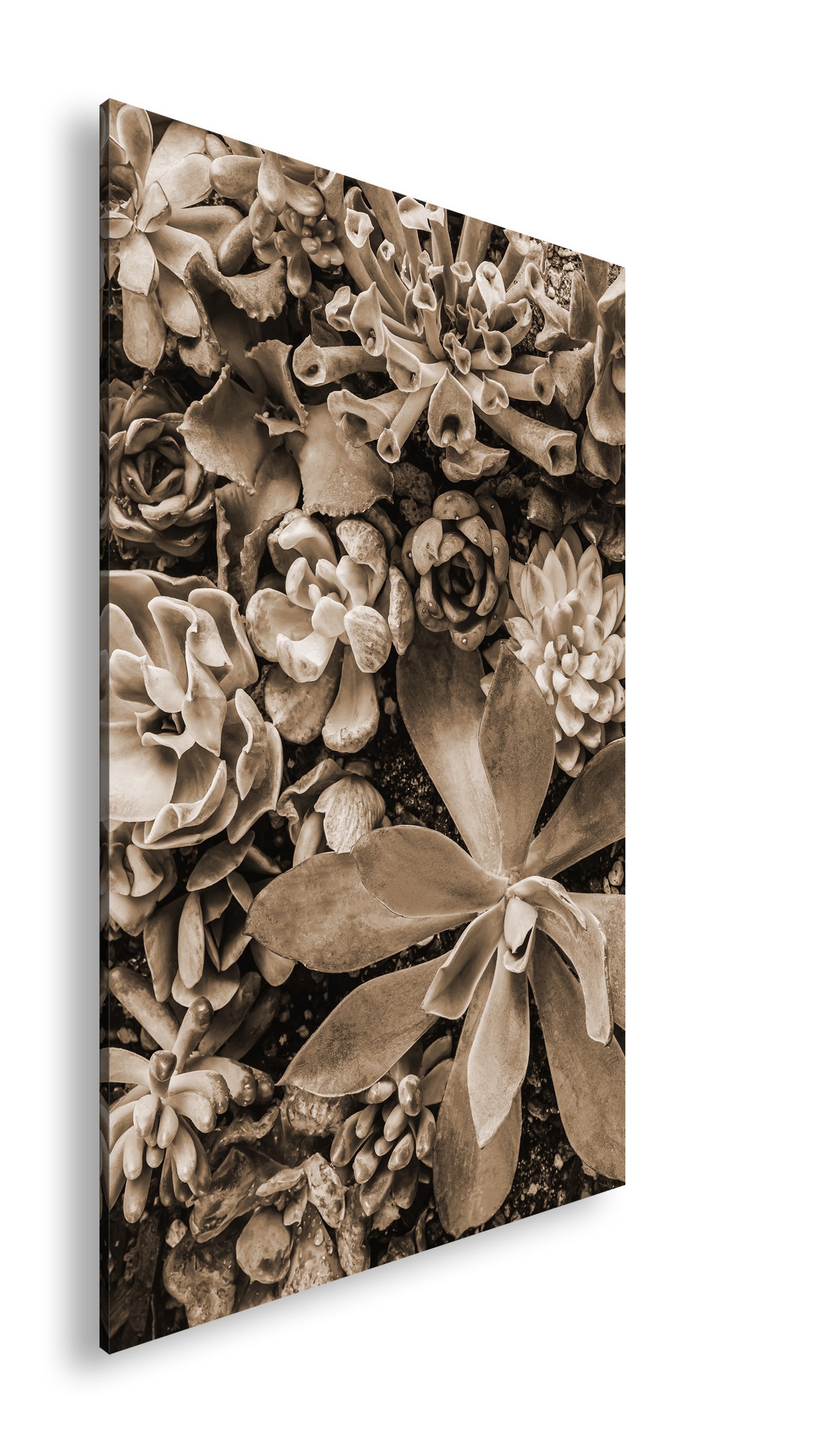 Hauptbild Sepia Standart