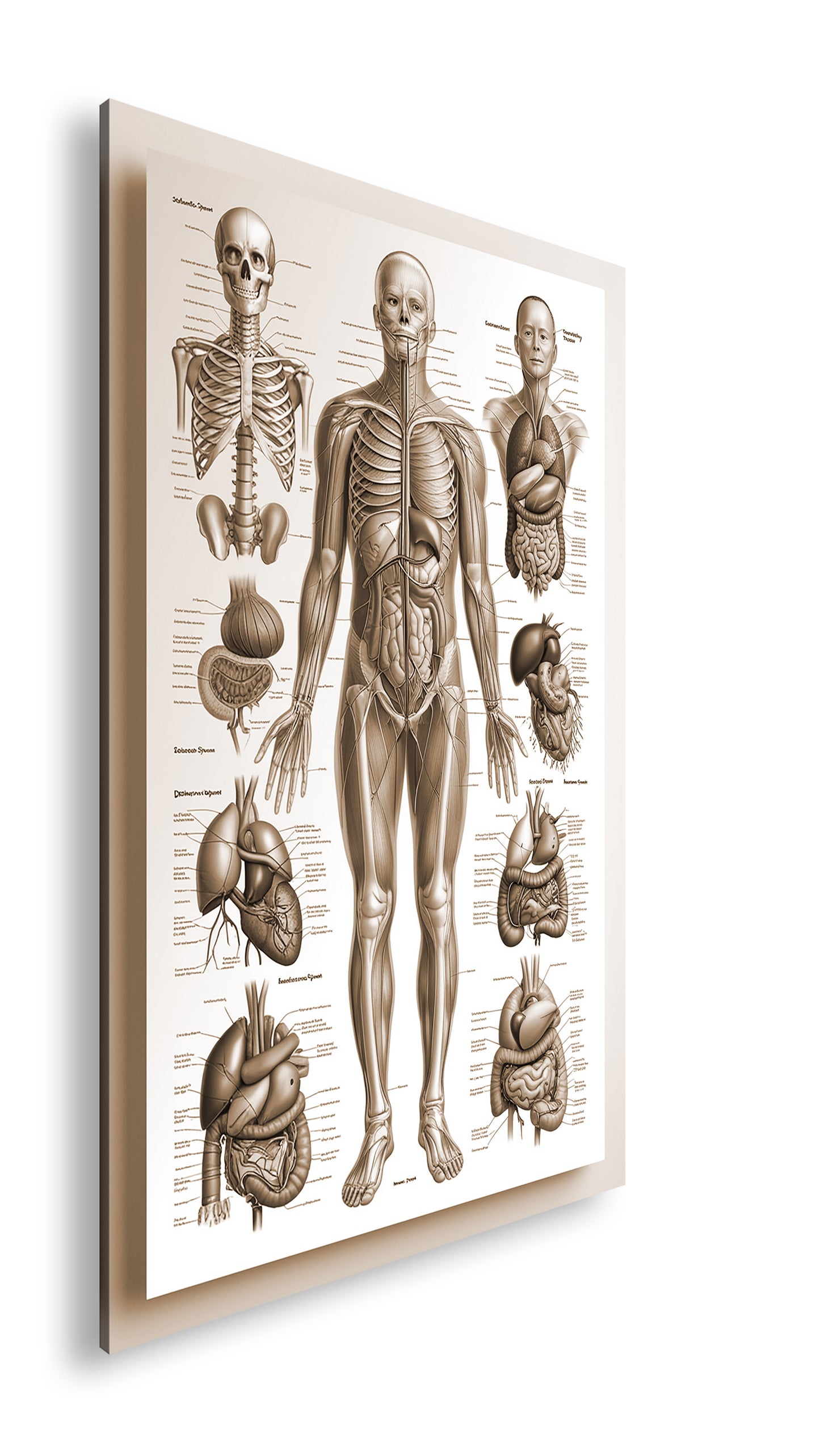 Hauptbild Sepia Standart