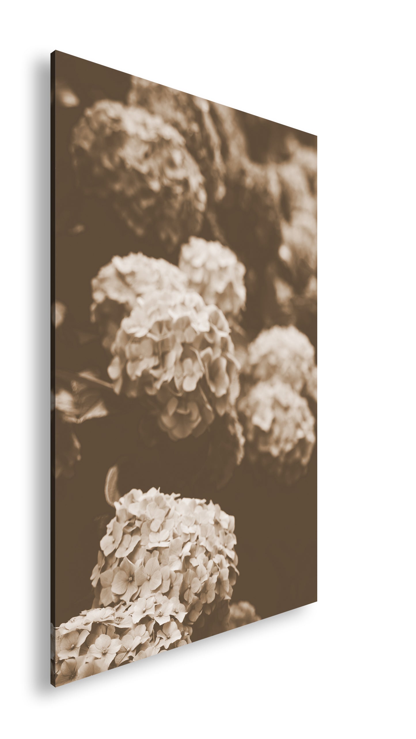 Hauptbild Sepia Standart