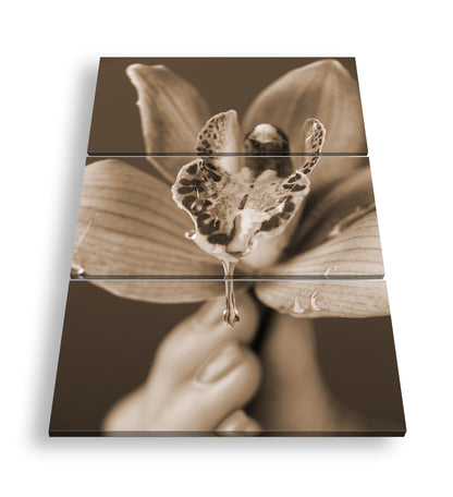 Hauptbild Sepia 3 Teilig