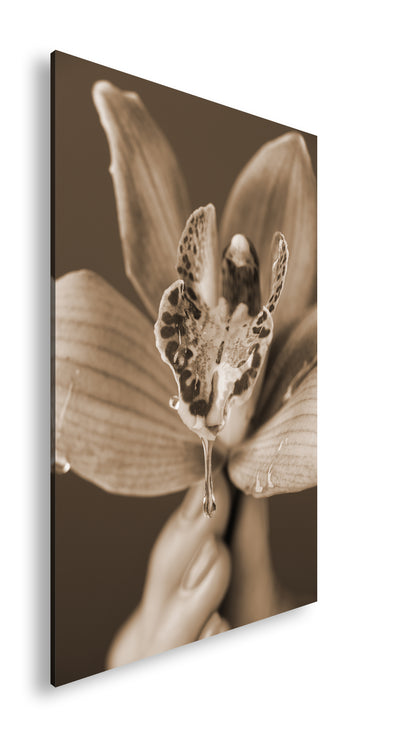 Hauptbild Sepia Standart