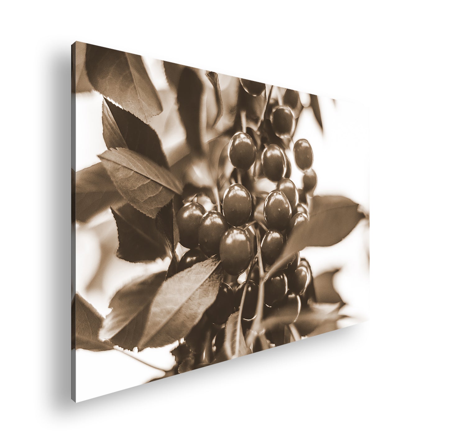 Hauptbild Sepia Standart