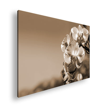 Hauptbild Sepia Standart