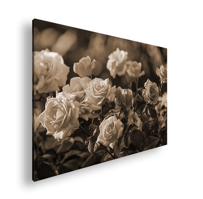 Hauptbild Sepia Standart