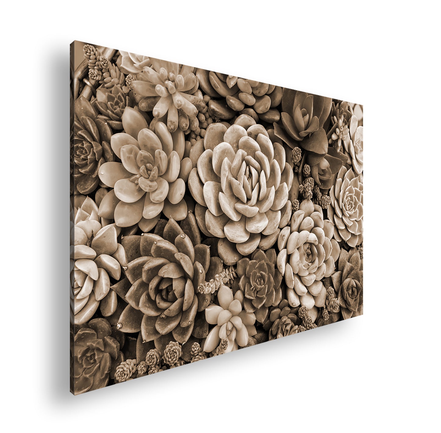 Hauptbild Sepia Standart