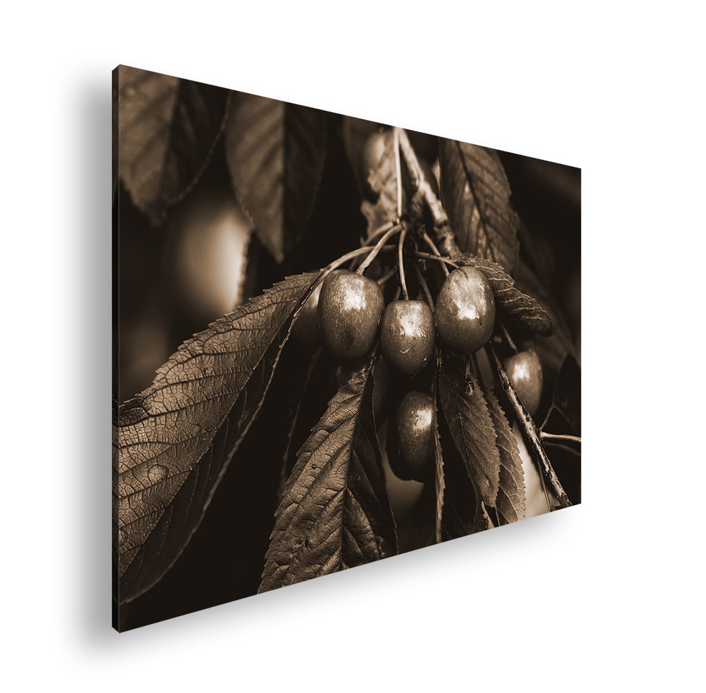 Hauptbild Sepia Standart