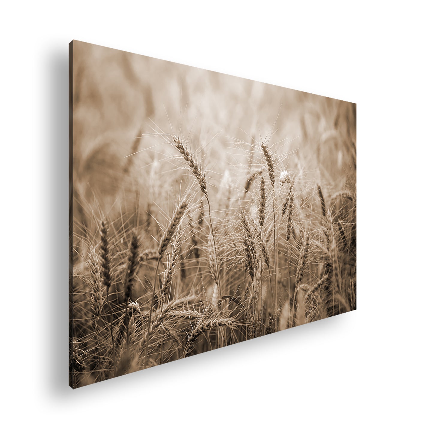 Hauptbild Sepia Standart